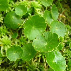 Hydrocotyle vulgaris