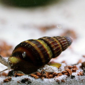 Publication de MarleneMLX