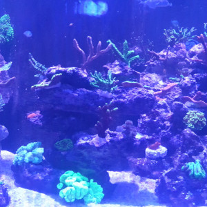 Publication de Baloo