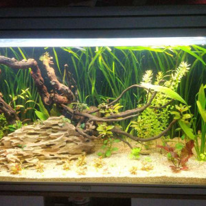 Publication de Lenka