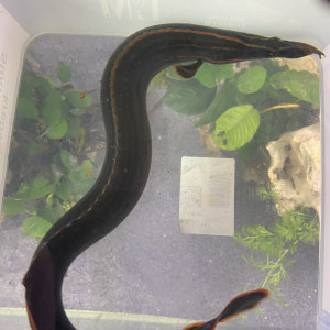 Publication de reynald-r