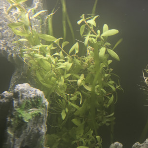 Publication de Aukum