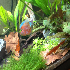 Publication de Roman