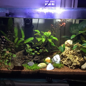 Repro crevettes