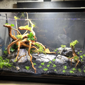 Aquascaping 1