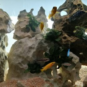 Paludarium