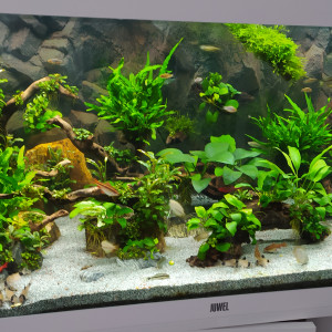 Publication de Kamelot