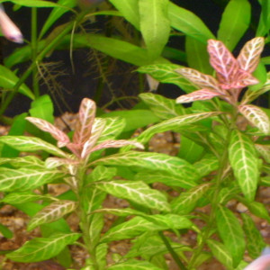 Hygrophila polysperma Var.