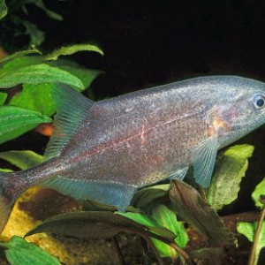 Brienomyrus niger
