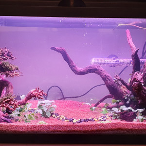 75 L Deuxième aquarium