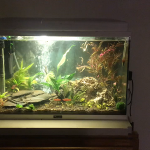 Mon 1er Aquarium
