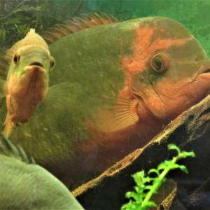 CICHLAJULIA