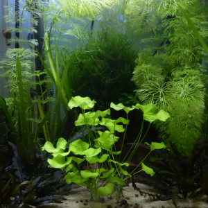 Guppy Endler