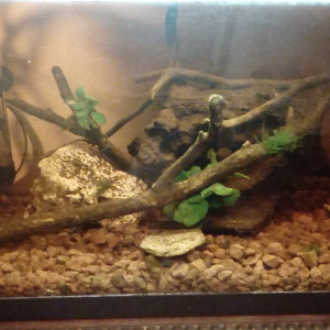 Fishpoision