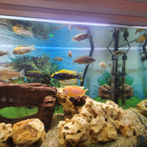 Publication de valphil