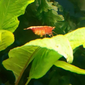 Publication de Scalair