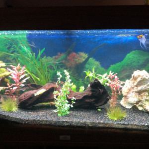 Aquarium familial