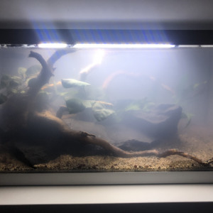 Publication de Lottomans