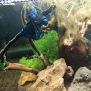 Publication de amifish