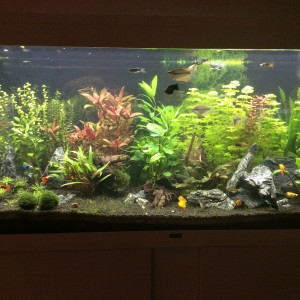 Publication de Vieroff83