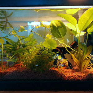 20L