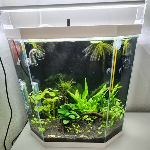 Publication de Kittycat