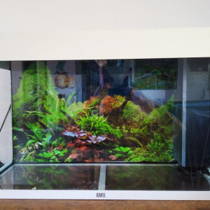 Aquarium Juwel Rio 125 tout équipé