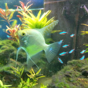 Publication de Paquito