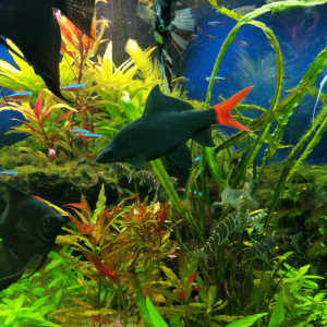 Publication de Paquito