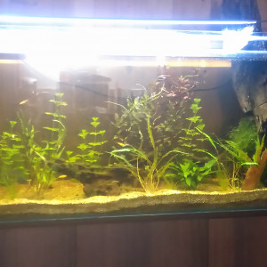 Publication de Phoenix17