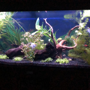 Publication de antho