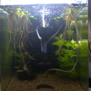 Publication de Saykeer