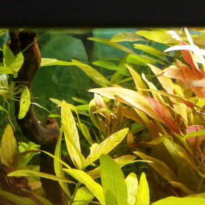 Publication de Paquito