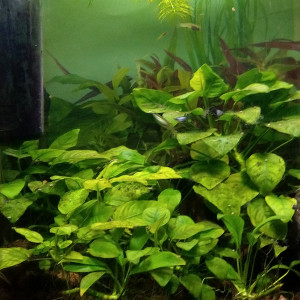 60 L Guppies Endler
