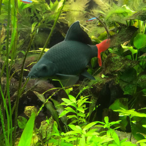 Paquito