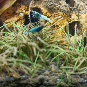 Publication de percy8