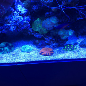 Publication de FrancoisAdam