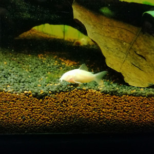 Aquarium amazonien