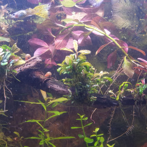 Publication de Jondalas