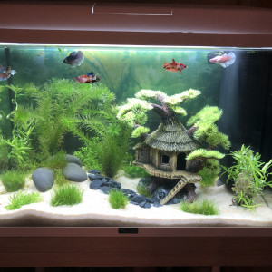 Aquarium