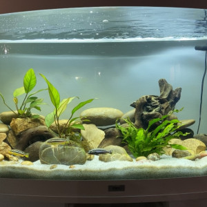 Publication de lauriane-thevin