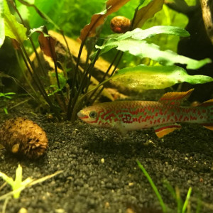 Fundulopanchax nigerianus