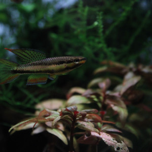 Chromaphyosemion koungueense Bonepoupa ADGP 11-19