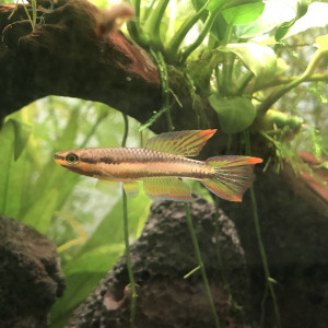 Publication de Taost8