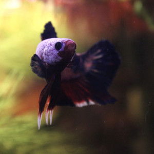 Betta plakat hallfmoon fancy