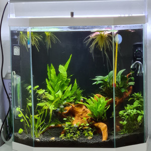 Jungle