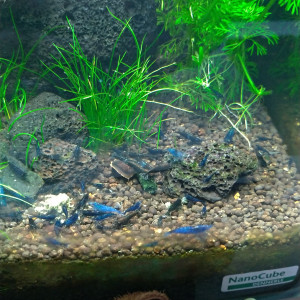 Publication de Saykeer