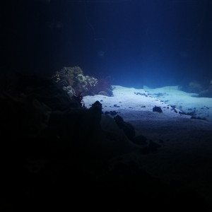 Publication de regis-saint-martin