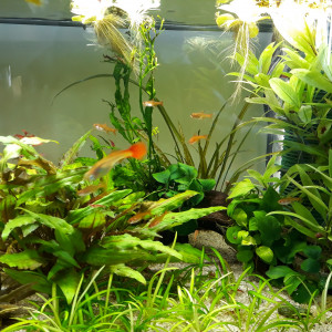 Publication de Aquata