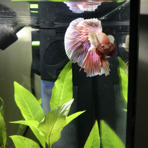 Publication de Barnei